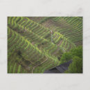 Suche nach reisterrassen poster Asien