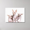 Suche nach chihuahua leinwandbilder Hunde
