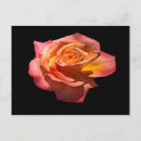 Suche nach granada karten Rose
