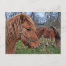 Suche nach isländisch postkarten Tiere