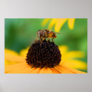 Suche nach honigbiene poster Gelb