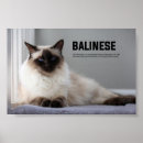 Suche nach balinese poster Haustier