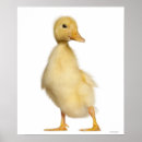 Suche nach vögel auf der ganzen welt poster Großjahr