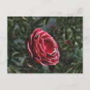 Suche nach rosa diamanten postkarten Glitzer