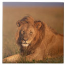 Suche nach löwe fliesen Afrika