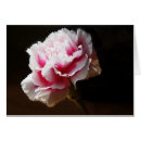 Suche nach rosa dianthus postkarten Blüte