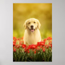 Suche nach rot gold poster Blume