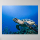 Suche nach underwater poster Swimming