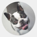 Suche nach lächelnder hund aufkleber Lustig
