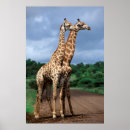 Suche nach pair poster Animal