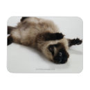 Suche nach ruck magnete Spaß