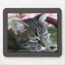 Suche nach kitty mousepads Haustiere