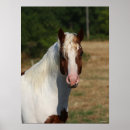 Suche nach haflinger poster Bob sprache