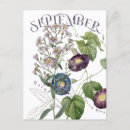 Suche nach aster blume postkarten Für sie