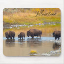 Suche nach yellowstone nationalpark mousepads Gelbstein