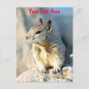 Suche nach graues eichhörnchen postkarten Fotografie