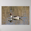 Suche nach wasservögel poster Pintail