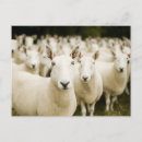 Suche nach wool poster Livestock