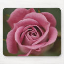 Suche nach rosa perfektion Natur