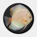 Suche nach discus Fische