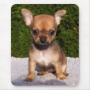 Suche nach chihuahua hund mousepads Haustier