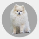 Suche nach pochen aufkleber Welpe