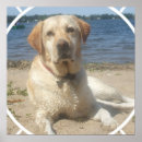 Suche nach gelber labrador poster Hund