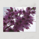 Suche nach heide postkarten Blume