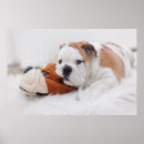Suche nach bulldoggenwelpe Haustiere