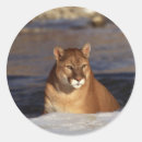 Suche nach cougar aufkleber Tiere