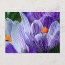 Suche nach krokus postkarten Natur