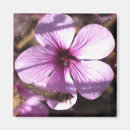 Suche nach die pelargonien Mit blumen