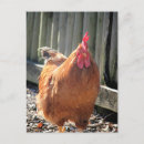 Suche nach niedliches huhn postkarten Vogelvogel