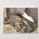 Suche nach kleines schwein einladungen Niedlich