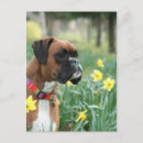 Suche nach dog postkarten Boxer