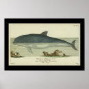 Suche nach zoologie poster Naturgeschichte