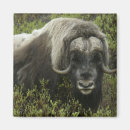 Suche nach moschusochse magnete Alaska