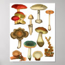 Suche nach fungi poster Botanisch