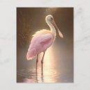 Suche nach rosette postkarten Vogelvogel