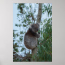 Suche nach niedlicher koala poster Baum
