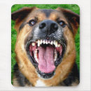 Suche nach gemeiner hund Knurren