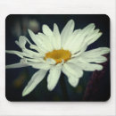Suche nach weißes gänseblümchen mousepads Fotografie