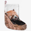 Suche nach koala für weihnachts strümpfe Wild