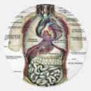 Suche nach vintage anatomie aufkleber Illustration