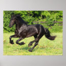 Suche nach friesian poster Tier