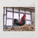 Suche nach rooster postkarten Hähnchen