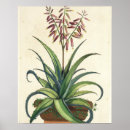Suche nach aloe vera poster Blume