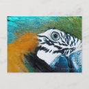 Suche nach blauer papagei postkarten Natur