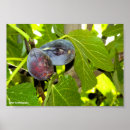 Suche nach lila baum poster Natur