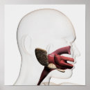 Suche nach medical poster Anatomy